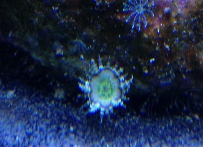 baby anemone 2.jpg