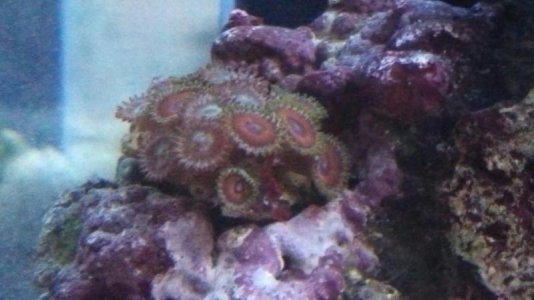 zoas.jpg