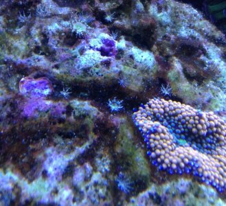 ricordia and baby anemone.jpg