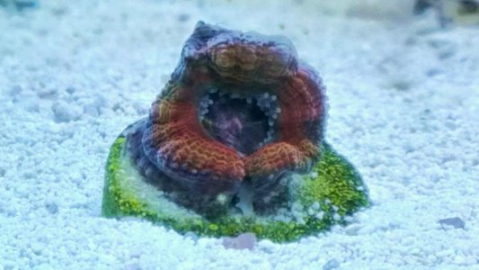 Acan Lords - Rainbow - 07-2013 - 01.jpg