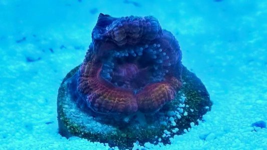 Acan Lords - Rainbow - 07-2013 - 02.jpg