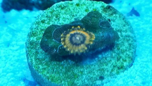 Zoanthids - D - 07-2013 - 02.jpg