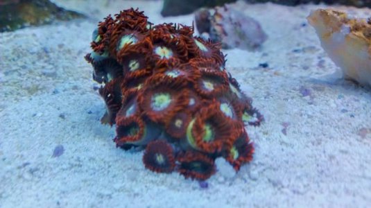 Zoanthids - C - 07-2013 - 01.jpg