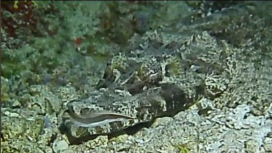 crocodilefish.JPG