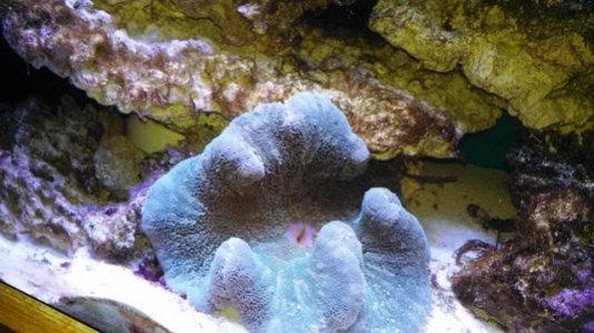 Haddon's Anemone a.jpg