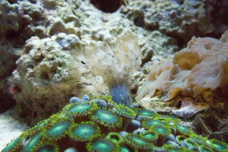 Aquarium hitcher-1.jpg