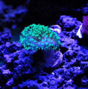 Green Leather Toadstool.jpg