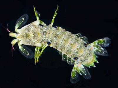 G platysoma juv LIRS small.jpg