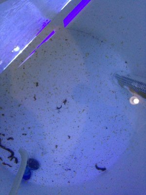 Emperor angel marine flukes ?.jpg