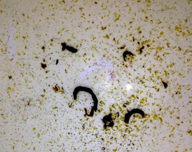 Emperor angel marine flukes 2 ??.jpg