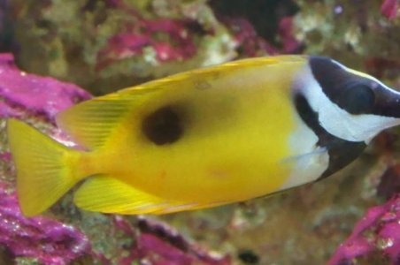 Mark on Foxface Rabbitfish - bite, disease, or something else? And what ...