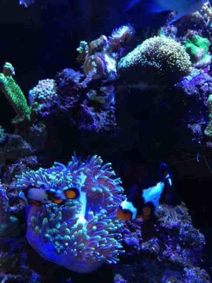 ImageUploadedByTapatalk1374644921.699233.jpg ImageUploadedByTapatalk1374644921.699233.jpg