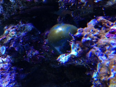 IsThisAGiantBubbleAlgae.jpg