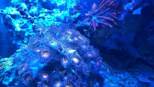 polyp_id.jpg