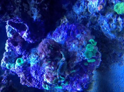 coral photo 1.jpg
