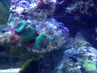 coral photo 3.jpg