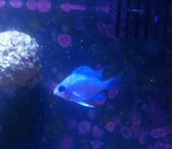Chromis1.jpg