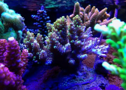 Acro sp B YP 02 m.jpg
