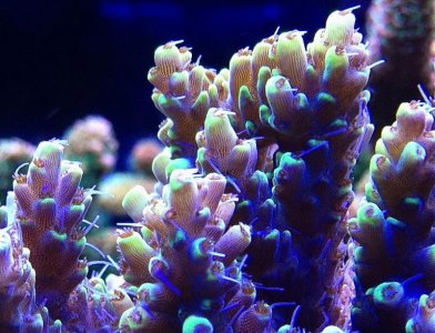 Acro sp B YP 03 s.jpg
