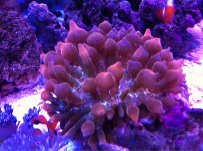 ImageUploadedByTapatalk 21374885034.806397.jpg