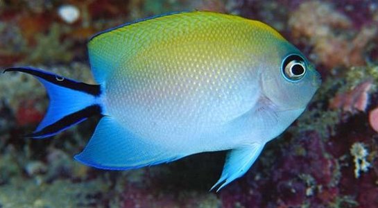 100225-Japanese Swallowtail Angelfish (female)-Genicanthus melanospilus (female).jpg