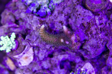 Snipers Bubble Gum Milli.jpg