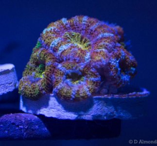 Acan2.jpg