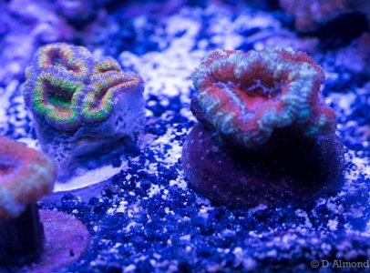 Acan3.jpg