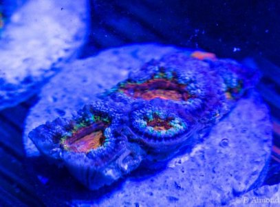 Acan4.jpg
