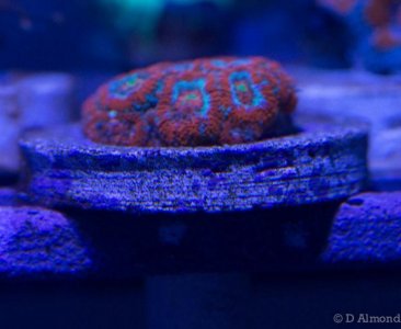 UFO Micro.jpg