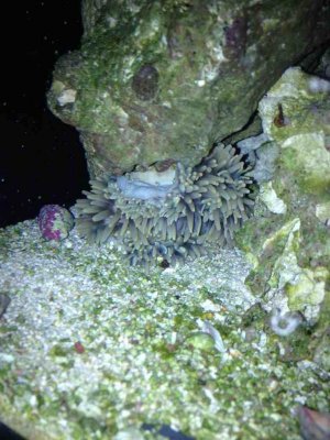 ImageUploadedByTapatalk1375021569.885706.jpg ImageUploadedByTapatalk1375021569.885706.jpg