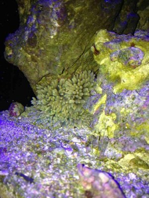 ImageUploadedByTapatalk1375033246.443230.jpg ImageUploadedByTapatalk1375033246.443230.jpg