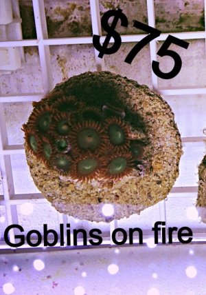 IMG_0112.JPG (2).jpg