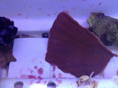 IMG_0091.JPG (2).jpg