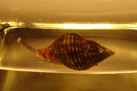 Whelk 1A.jpg