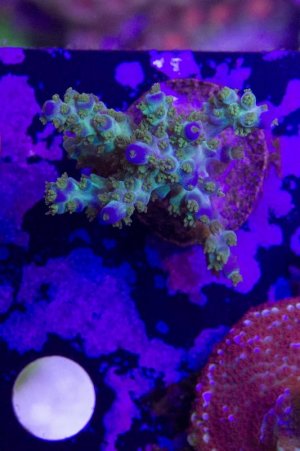 Blue Berry Bottle Brush.jpg