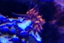 critter.jpg