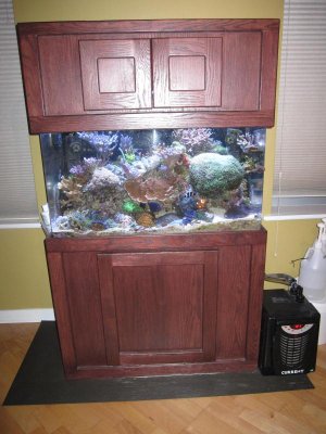 moving sale for reef 005.jpg