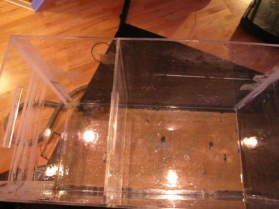 moving sale for reef 045.jpg