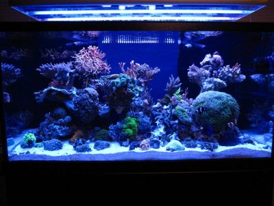moving sale for reef 068.jpg