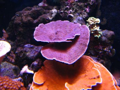 IMG_1518.jpg
