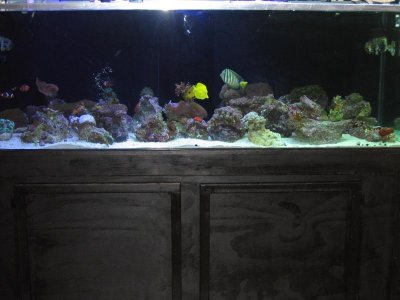 180 GAL FISHTANK1.jpg