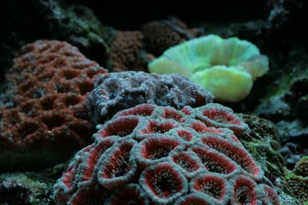 acan_island.jpg