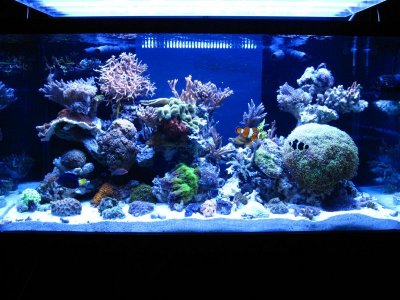 moving sale for reef 001.jpg