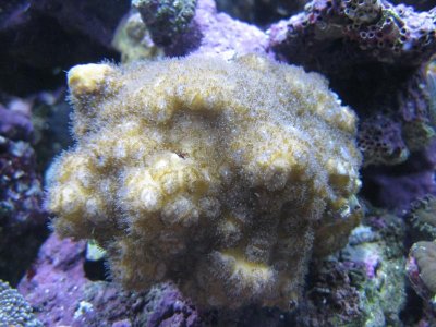 reeftank 006.jpg