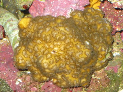 reeftank 024.jpg