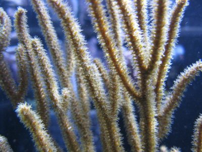 reeftank 067.jpg