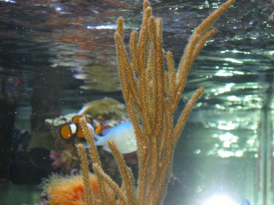 reeftank 084.jpg