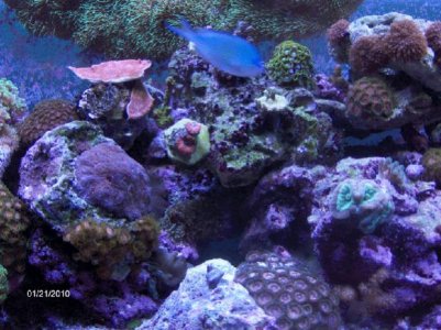Corals.jpg