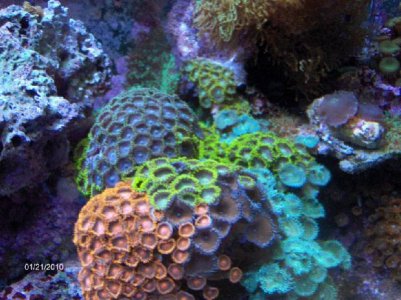 Zoa's.jpg